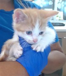 Shelter Stray Male Cat last seen Near BLOCK DIXIE HWY, 3528 Newburg Rd, Louisville, KY 40218, USA