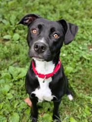Shelter Stray Female Dog last seen OFALLON, 4850 Mid Rivers Mall Dr, St Peters, MO 63376, USA