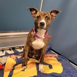 Shelter Stray Female Dog last seen Near BLOCK TACOMA ST, DETROIT, MI 48205, 7401 Chrysler Dr, Detroit, MI 48211, USA