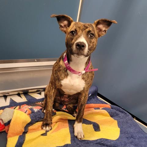 Shelter Stray Female Dog last seen Near BLOCK TACOMA ST, DETROIT, MI 48205, 7401 Chrysler Dr, Detroit, MI 48211, USA