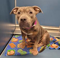 Shelter Stray Female Dog last seen Near BLOCK 24TH ST, DETROIT, MI 48208, 7401 Chrysler Dr, Detroit, MI 48211, USA