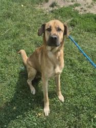 Shelter Stray Male Dog last seen Near BLOCK LYNDON ST, DETROIT, MI 48223, 7401 Chrysler Dr, Detroit, MI 48211, USA