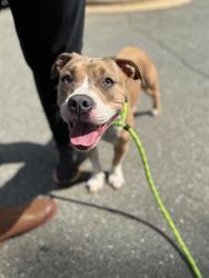 Shelter Stray Female Dog last seen CHARLOTTE, 8315 Byrum Dr, Charlotte, NC 28217, USA