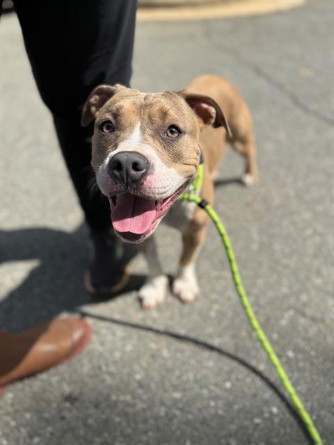 Shelter Stray Female Dog last seen CHARLOTTE, 8315 Byrum Dr, Charlotte, NC 28217, USA
