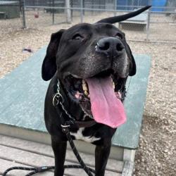 Shelter Stray Female Dog last seen Near , 2600 S Harding St, Indianapolis, IN 46221, USA