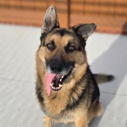Shelter Stray Male Dog last seen Near , 2600 S Harding St, Indianapolis, IN 46221, USA