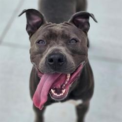 Shelter Stray Female Dog last seen Near , 2600 S Harding St, Indianapolis, IN 46221, USA