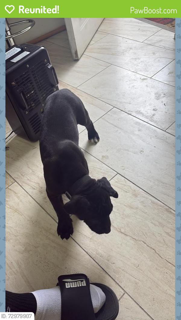 Reunited Male Dog last seen Saavedra , Tampa, FL 33614
