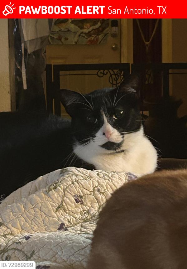 Lost Male Cat last seen Trinity Oaks Subdivision, San Antonio, TX 78261
