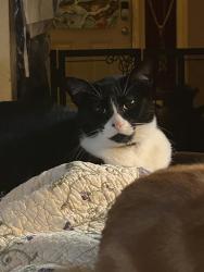 Lost Male Cat last seen Trinity Oaks Subdivision, San Antonio, TX 78261