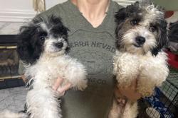 Found/Stray Female Dog last seen Regal court, Fayetteville, NC 28314