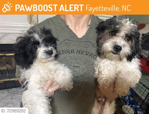 Found/Stray Female Dog last seen Regal court, Fayetteville, NC 28314