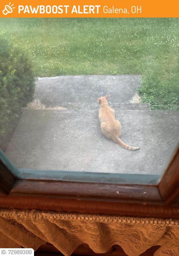 Found/Stray Unknown Cat last seen Africa rd and Big walnut, Galena, OH 43021