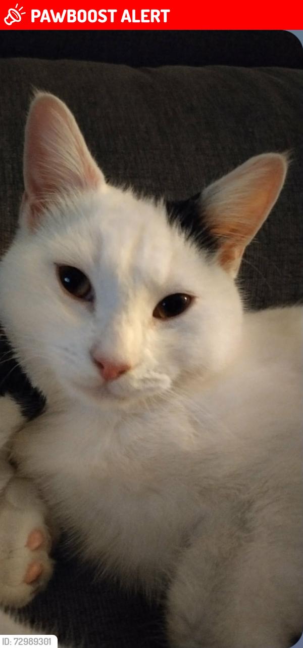Lost Female Cat last seen Southwark Park rd/Drummond rd, Greater London, England SE16 2HS
