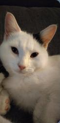 Lost Female Cat last seen Southwark Park rd/Drummond rd, Greater London, England SE16 2HS