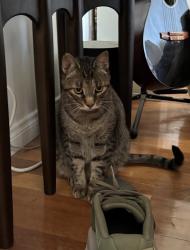 Lost Male Cat last seen 11th St between Idaho and Washington , Santa Monica, CA 90403