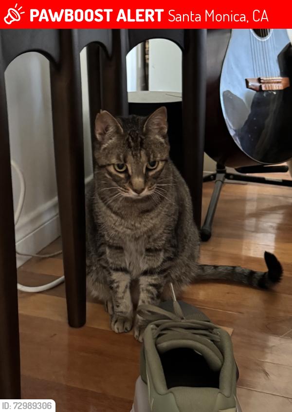 Lost Male Cat last seen 11th St between Idaho and Washington , Santa Monica, CA 90403