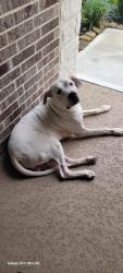 Reunited Male Dog last seen Cedar Elm Way / Willow Creek St, Tomball, TX 77375