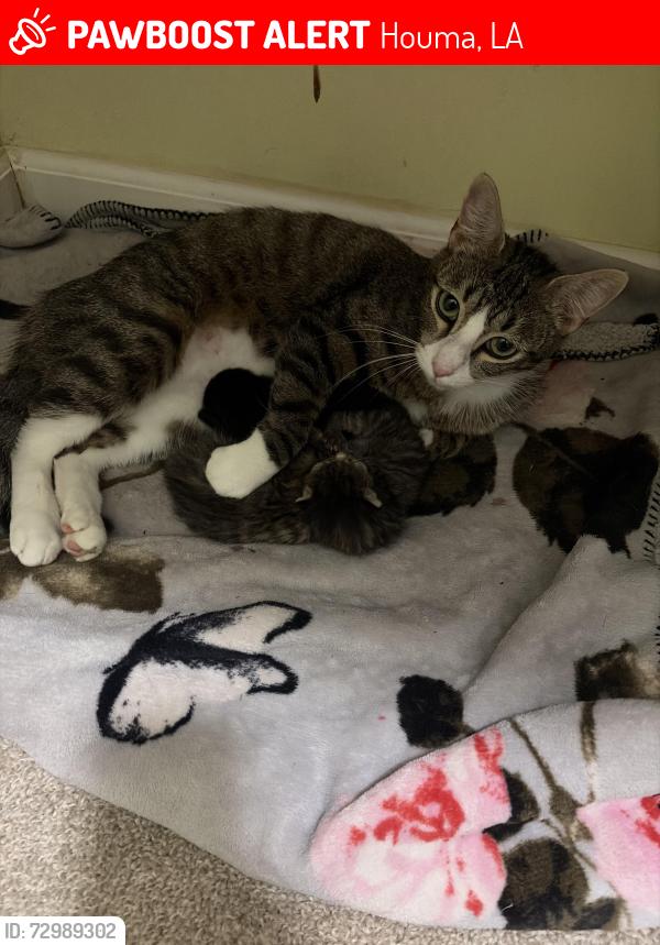 Lost Female Cat last seen Pendleton and Saint Charles, Houma, LA 70360