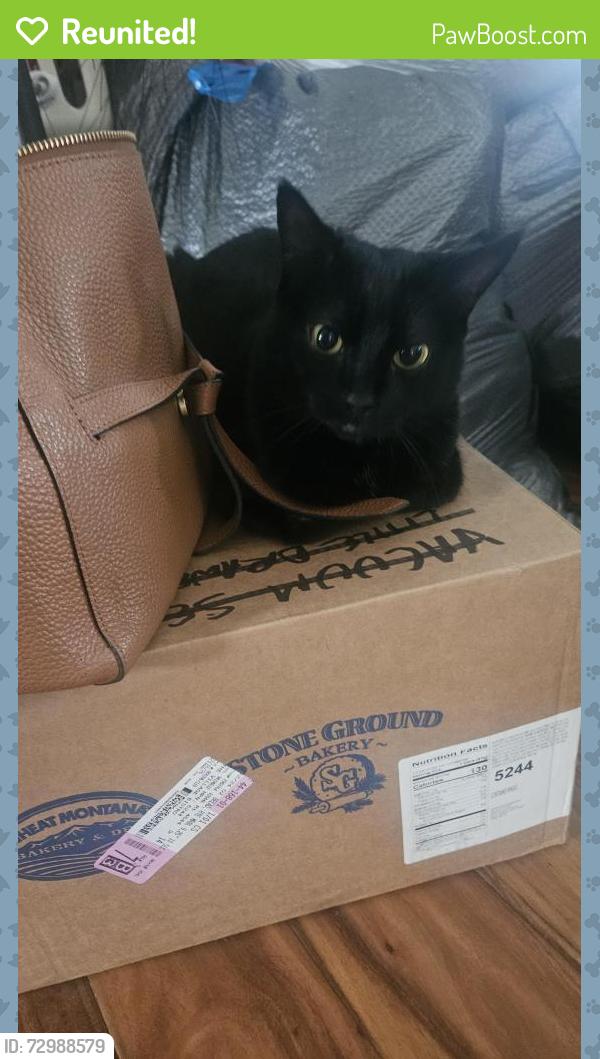 Reunited Female Cat last seen Argent, Pasco, WA 99301
