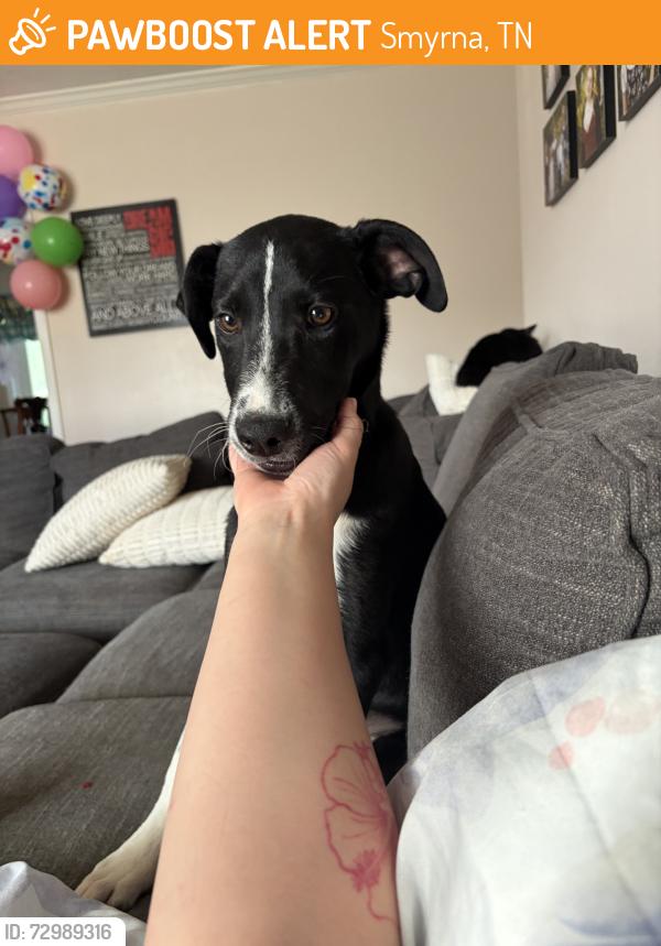 Found/Stray Male Dog last seen Chicken Pike, Smyrna, TN 37167