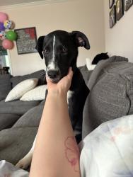 Found/Stray Male Dog last seen Chicken Pike, Smyrna, TN 37167