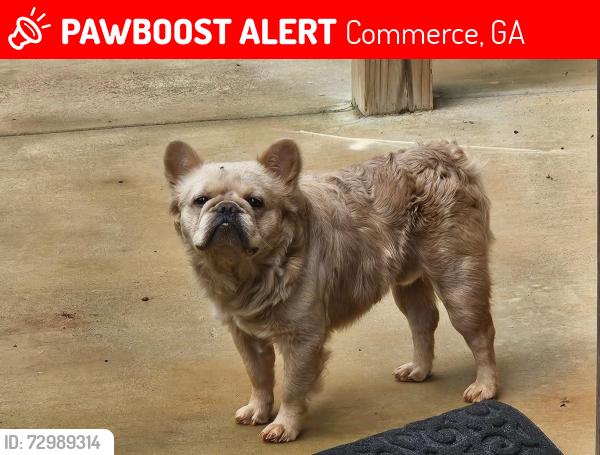 Lost Male Dog last seen Commerce ga, Commerce, GA 30599