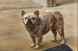 Lost Male Dog last seen Commerce ga, Commerce, GA 30599