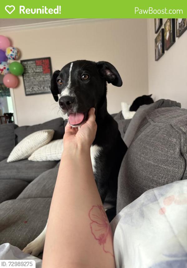 Reunited Male Dog last seen Chicken Pike, Smyrna, TN 37167, USA, Smyrna, TN 37167