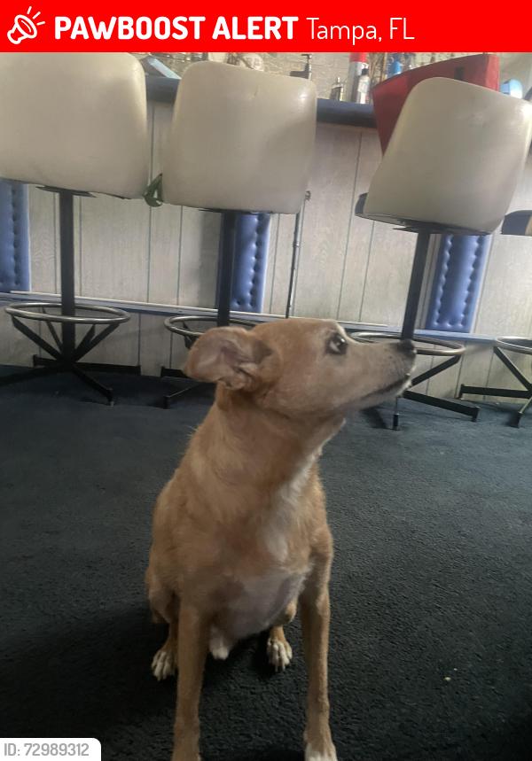 Lost Male Dog last seen Mc Dill, Tampa, FL 33607