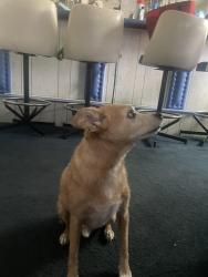 Lost Male Dog last seen Mc Dill, Tampa, FL 33607