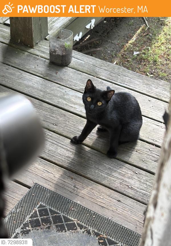 Found/Stray Female Cat last seen West st and Bowdoin, Worcester, MA 01609
