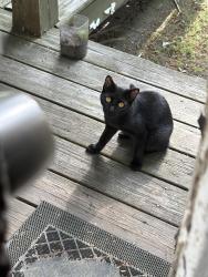 Found/Stray Female Cat last seen West st and Bowdoin, Worcester, MA 01609
