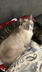Lost Female Cat last seen Habersham Mills Rd and Habersham Lakes Rd, Habersham County, GA 30535