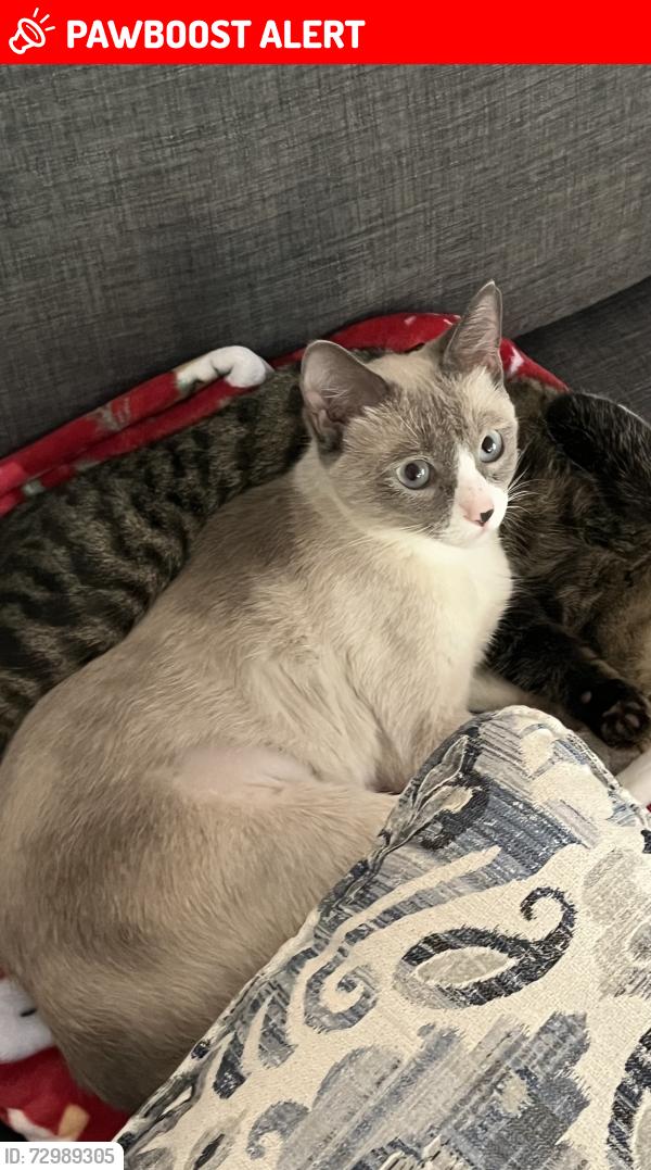 Lost Female Cat last seen Habersham Mills Rd and Habersham Lakes Rd, Habersham County, GA 30535