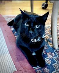 Lost Male Cat last seen Soundview Dr. and Shore Dr. in the Bay Hills Neighborhood , Huntington, NY 11743