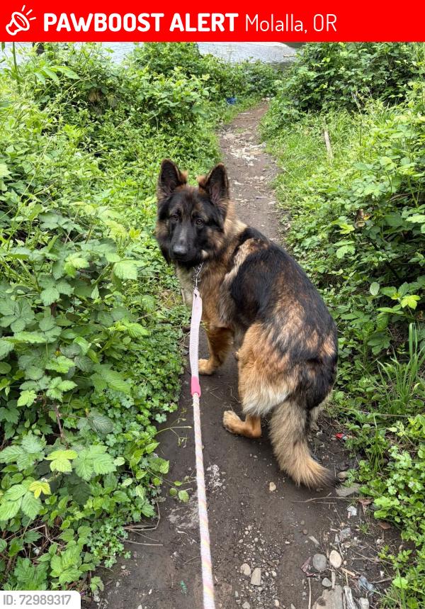 Lost Male Dog last seen Mollalla Oregon , Molalla, OR 97038