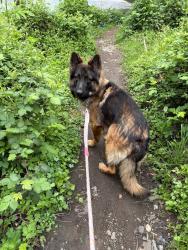 Lost Male Dog last seen Mollalla Oregon , Molalla, OR 97038