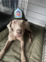 Lost Male Dog last seen Alameda and potamac heading south , Aurora, CO 80010