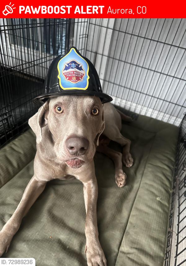 Lost Male Dog last seen Alameda and potamac heading south , Aurora, CO 80010