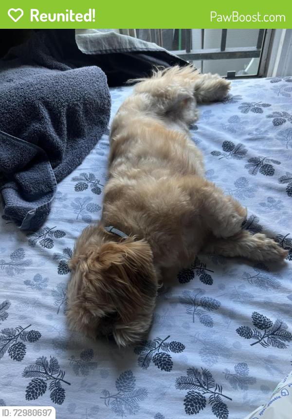 Reunited Male Dog last seen Near n cedar ave, Inglewood, CA 90301
