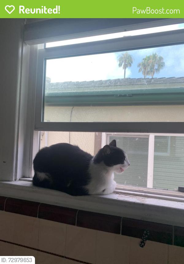 Reunited Female Cat last seen Union street and Ivy street, San Diego, CA 92101