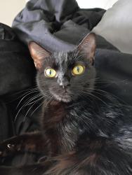 Lost Female Cat last seen Near pecos, Denver, CO 80221