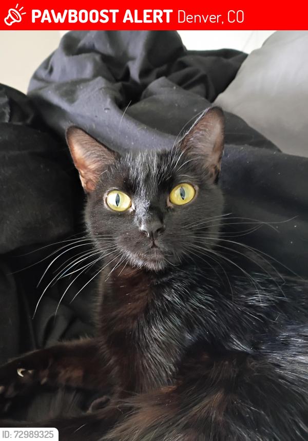 Lost Female Cat last seen Near pecos, Denver, CO 80221