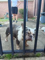 Reunited Male Dog last seen Leanett way and northfork , Pearland, TX 77584