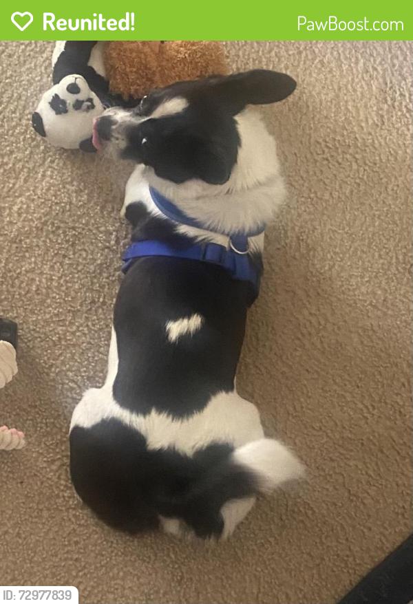 Reunited Male Dog last seen Lees Chapel, Pisgah Church Rd., Greensboro, NC 27455