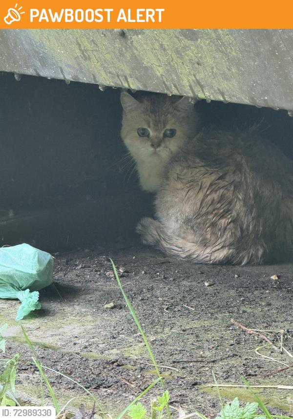 Found/Stray Unknown Cat last seen Eldred King Woodlands, Whitchurch-Stouffville, ON 