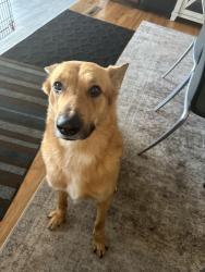 Reunited Male Dog last seen Alameda and potamac , Aurora, CO 80010