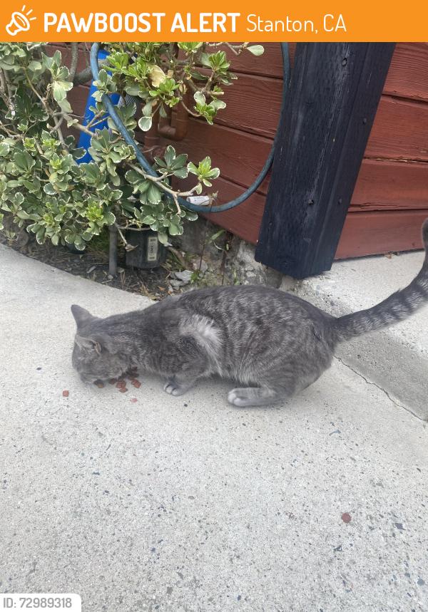 Found/Stray Male Cat last seen Dale and Chapman , Stanton, CA 90680