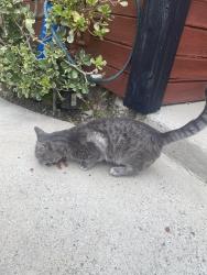 Found/Stray Male Cat last seen Dale and Chapman , Stanton, CA 90680